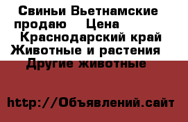 Свиньи Вьетнамские( продаю) › Цена ­ 3 000 - Краснодарский край Животные и растения » Другие животные   